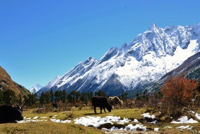 des-yaks-a'-la-montagne