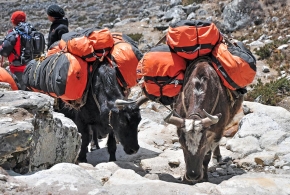 yaks-transportant-des-aliments